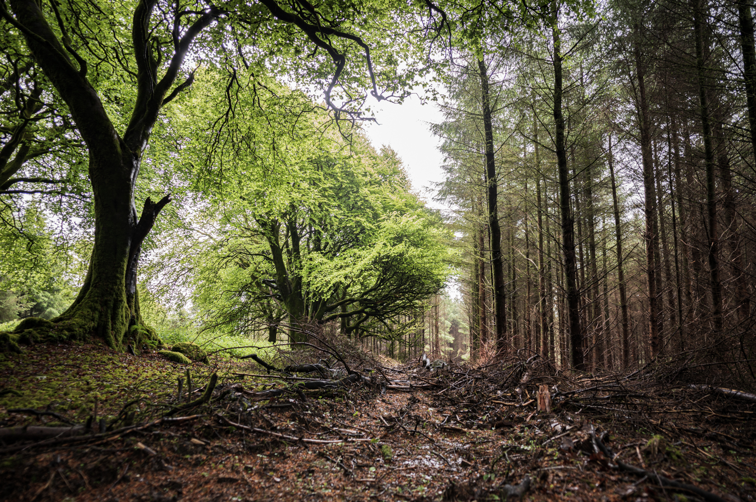 Mature broadleaf woodland meets dense rows of conifers along a muddy, debris-strewn forest track.
