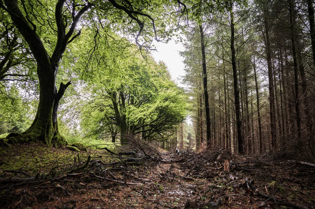Mature broadleaf woodland meets dense rows of conifers along a muddy, debris-strewn forest track.
