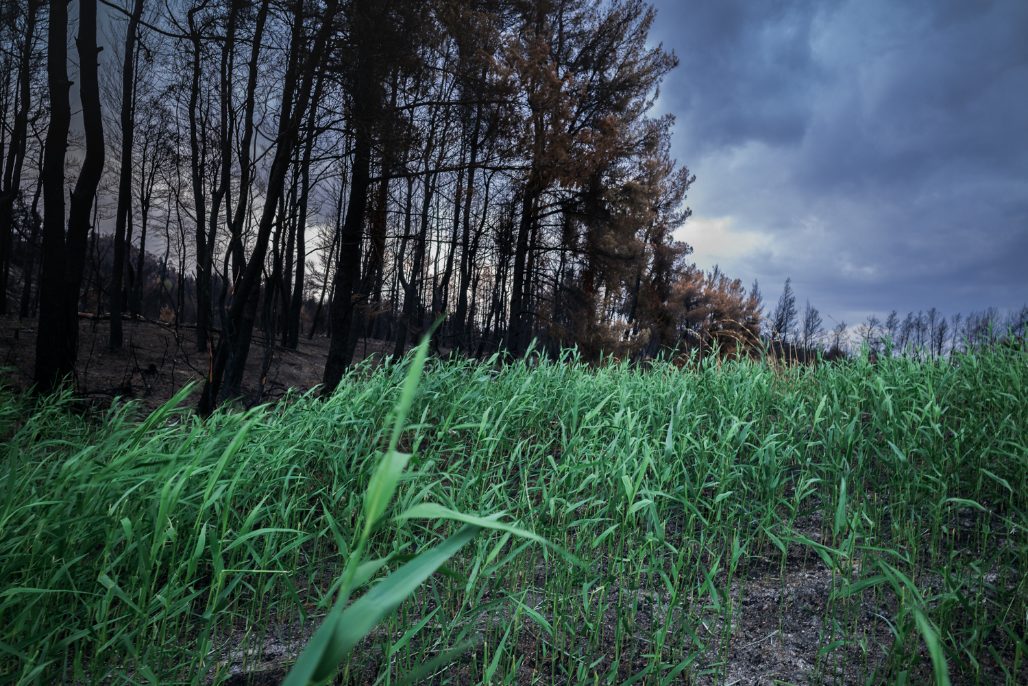 Green vegetation growing beside fire-damaged woodland in North Evia, Greece.