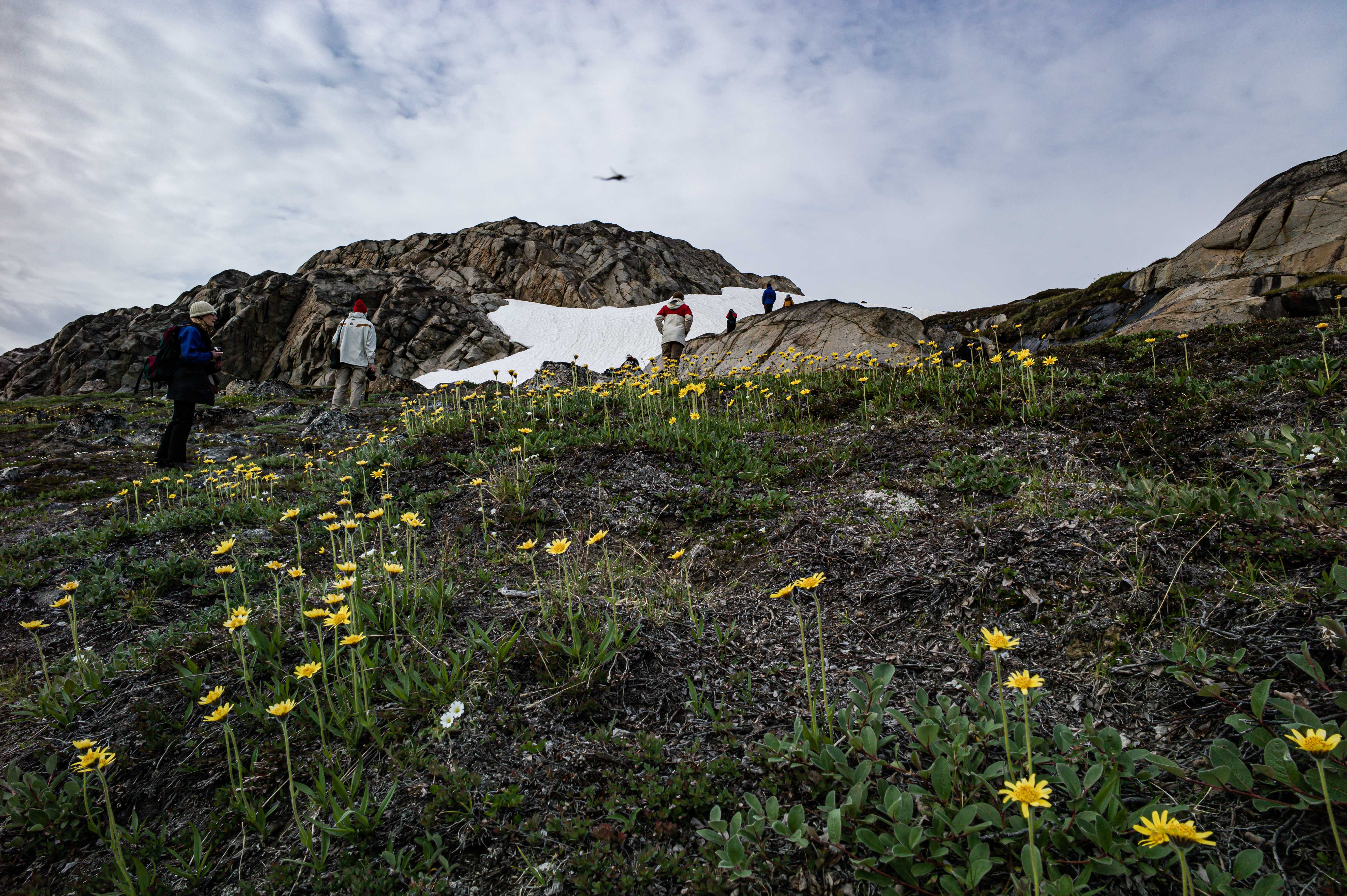 A hiker crosses rocky Arctic tundra dotted with yellow wildflowers, with patches of snow on the hills beyond.
