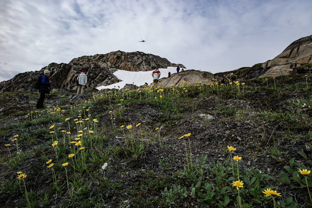 A hiker crosses rocky Arctic tundra dotted with yellow wildflowers, with patches of snow on the hills beyond.
