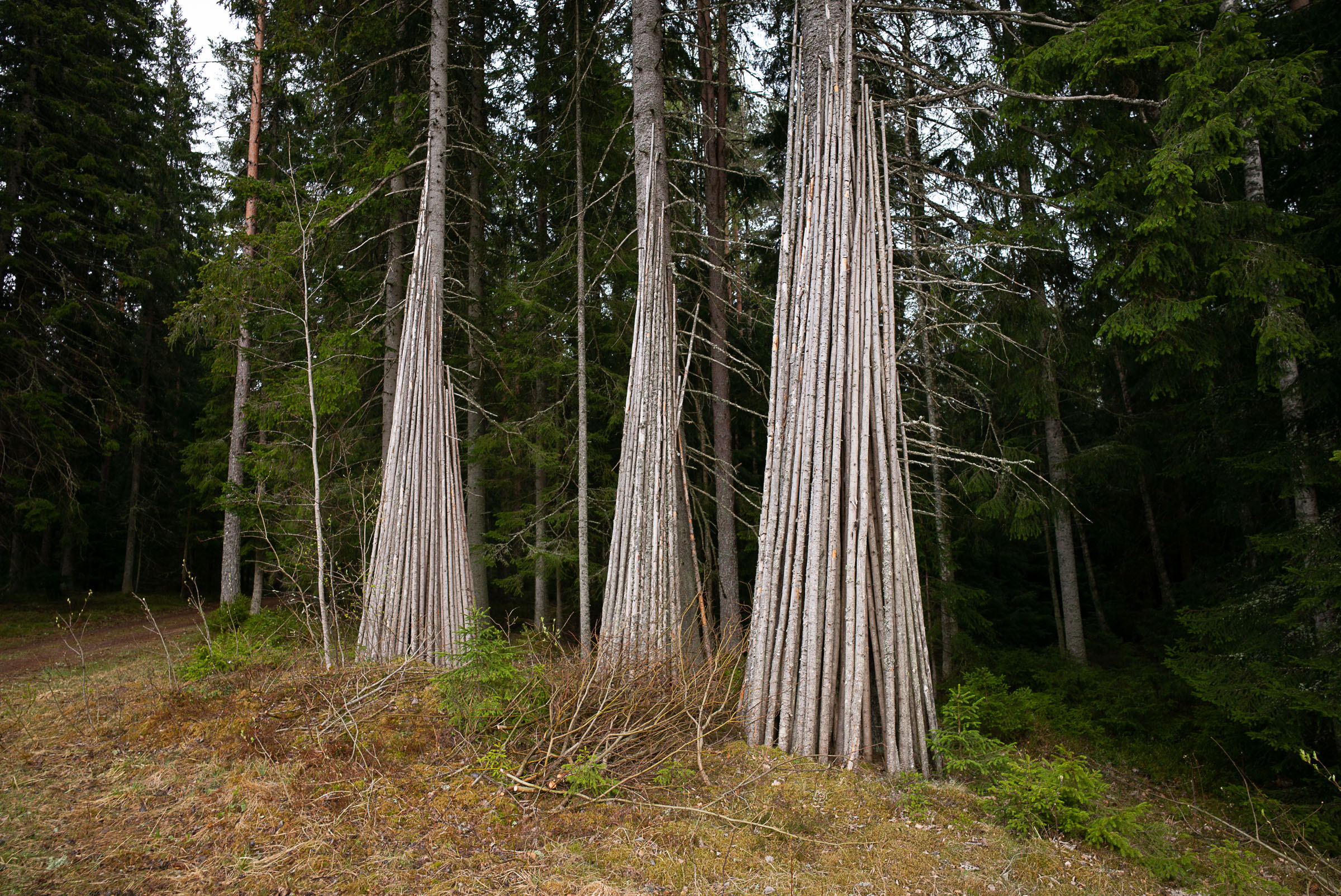 Bundles of long, stripped wooden poles lean upright against standing trees at the edge of a forest.