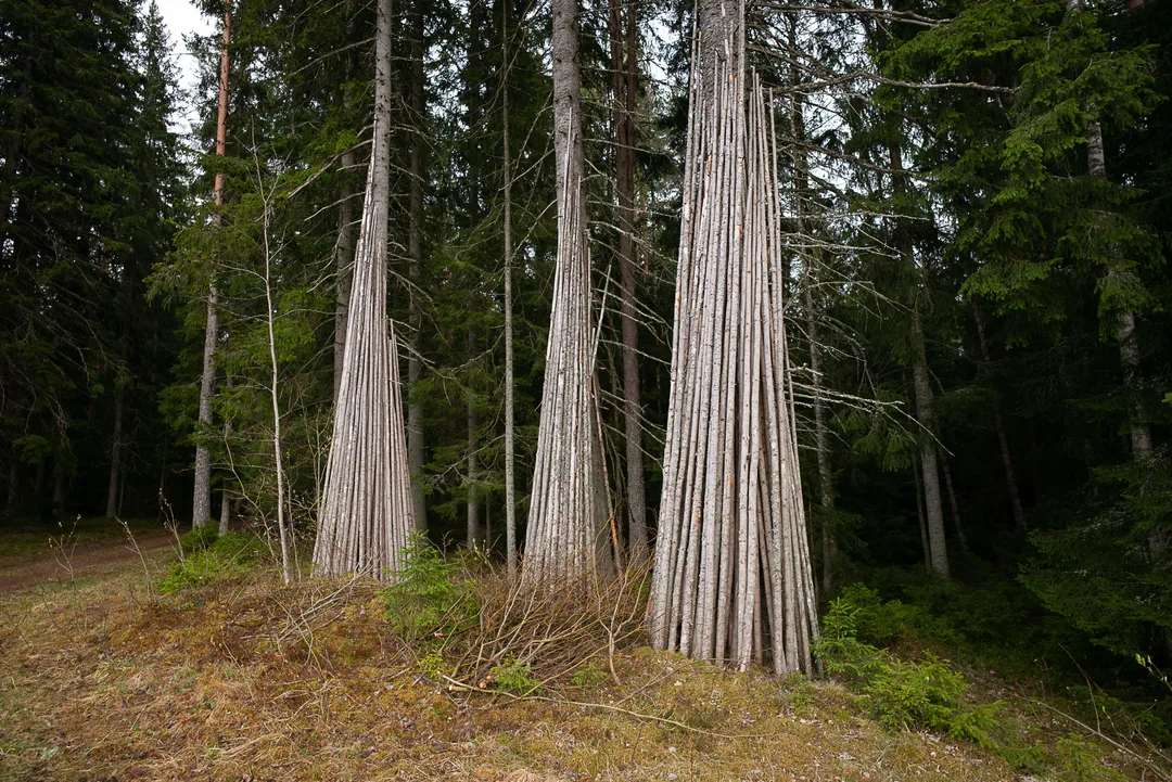 Bundles of long, stripped wooden poles lean upright against standing trees at the edge of a forest.