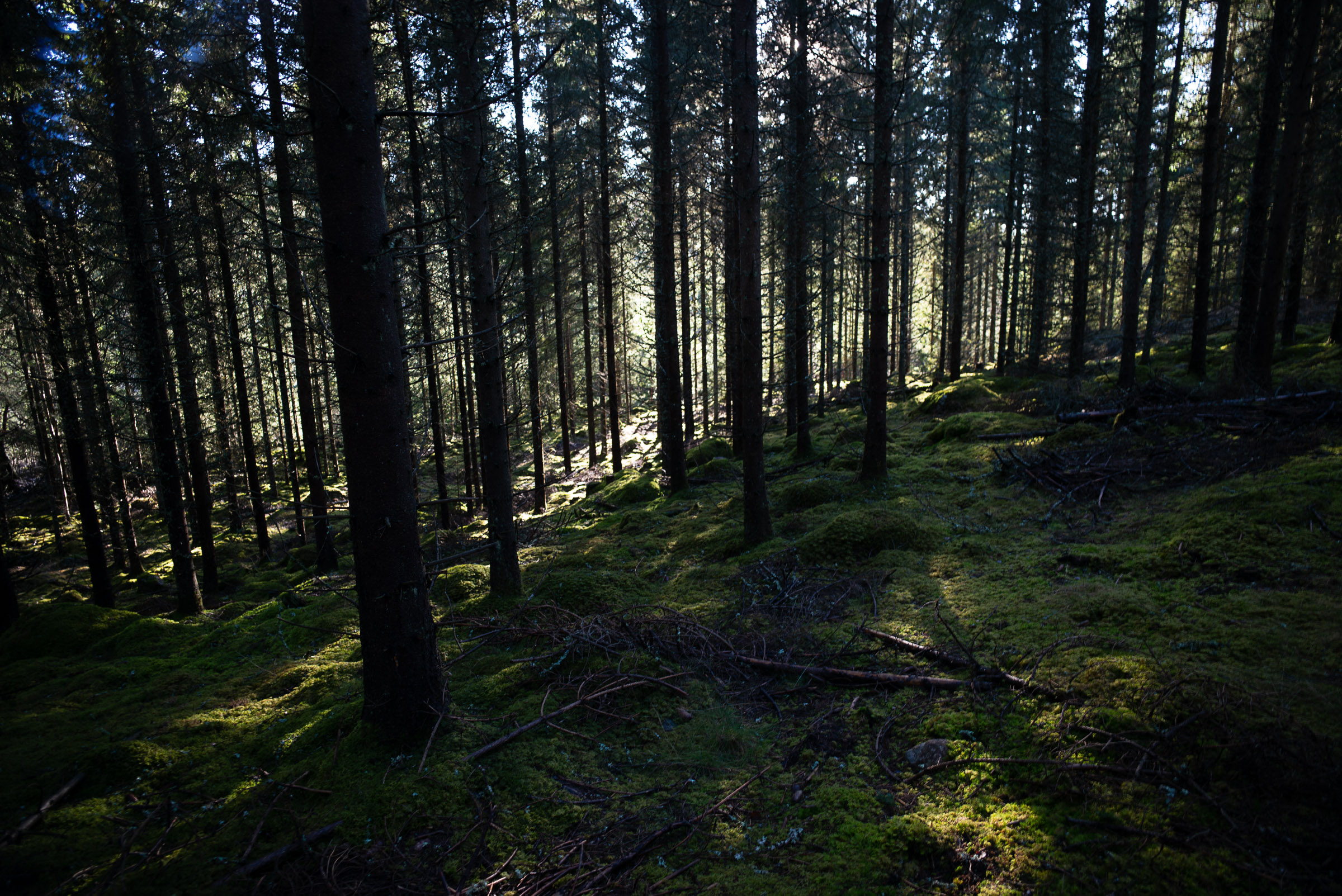Low sunlight filters between closely planted conifers, illuminating patches of green moss across the shadowed forest floor.