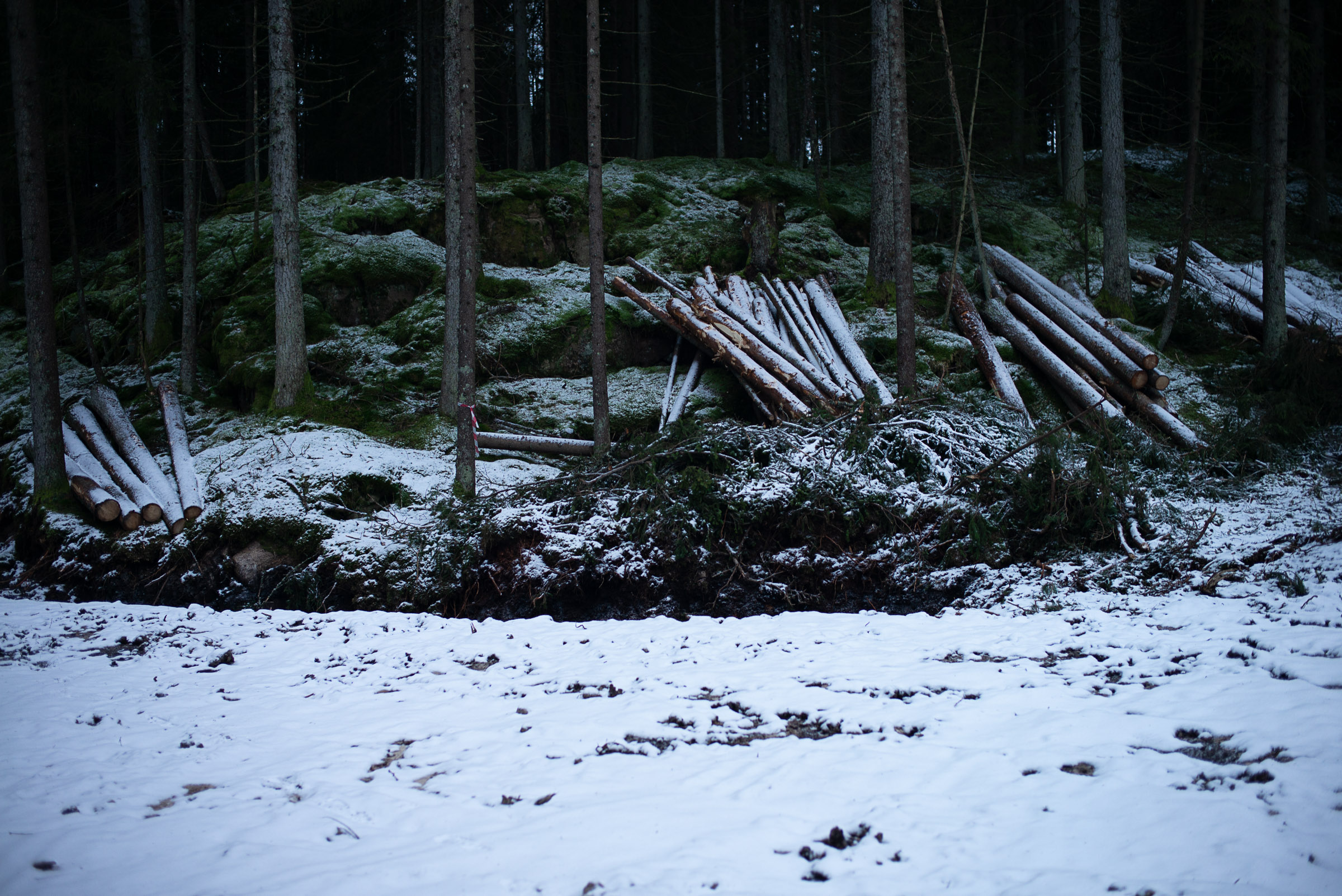 Felled branches and cut timber lie on snow-covered ground among the upright trunks of a conifer plantation.