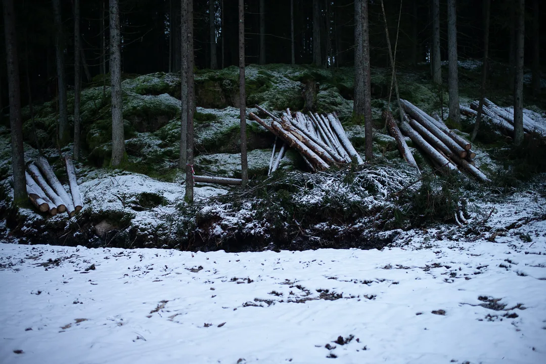 Felled branches and cut timber lie on snow-covered ground among the upright trunks of a conifer plantation.