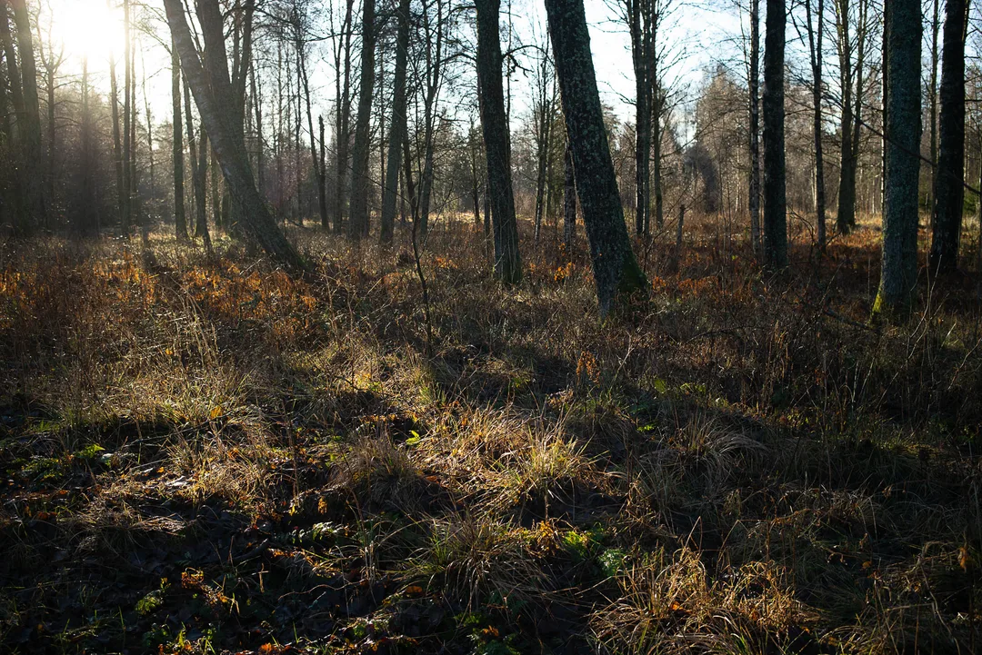 Low sunlight passes through widely spaced trees, illuminating long grass and undergrowth on the forest floor.