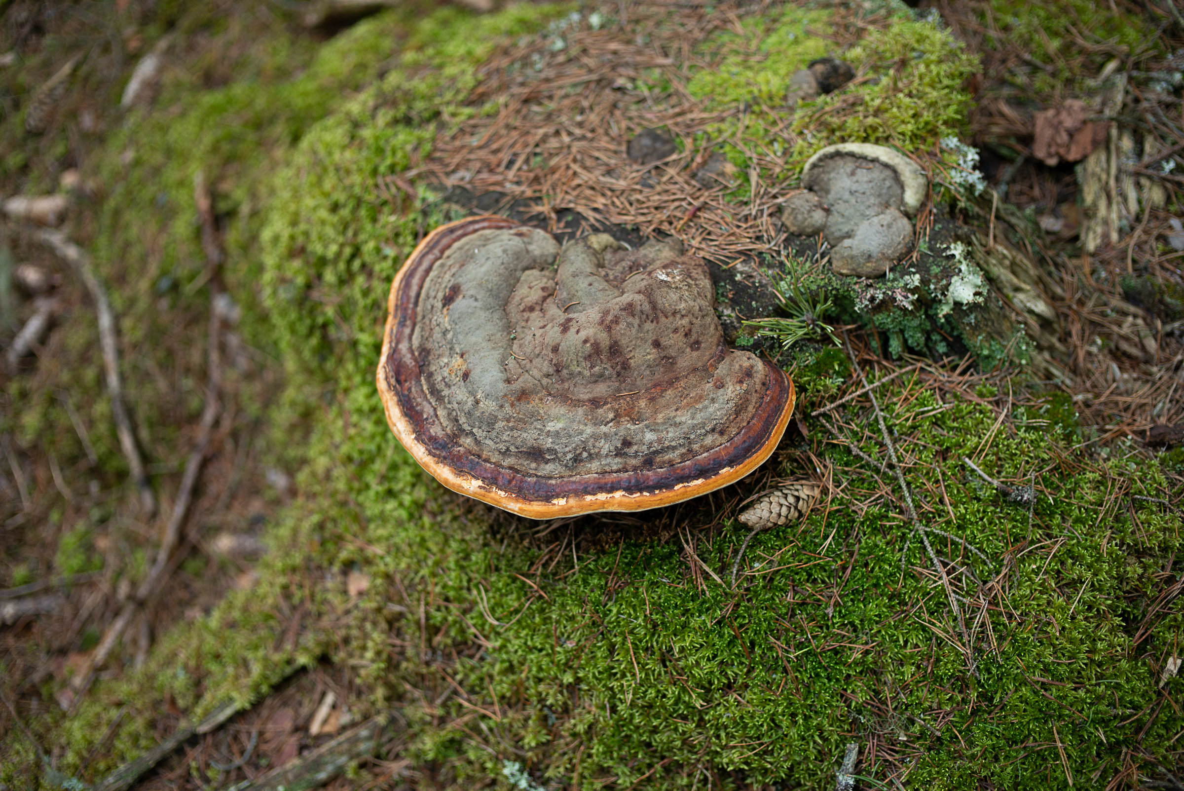 A red-brown bracket fungus grows from a moss-covered piece of decaying wood.