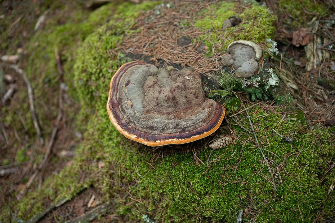 A red-brown bracket fungus grows from a moss-covered piece of decaying wood.