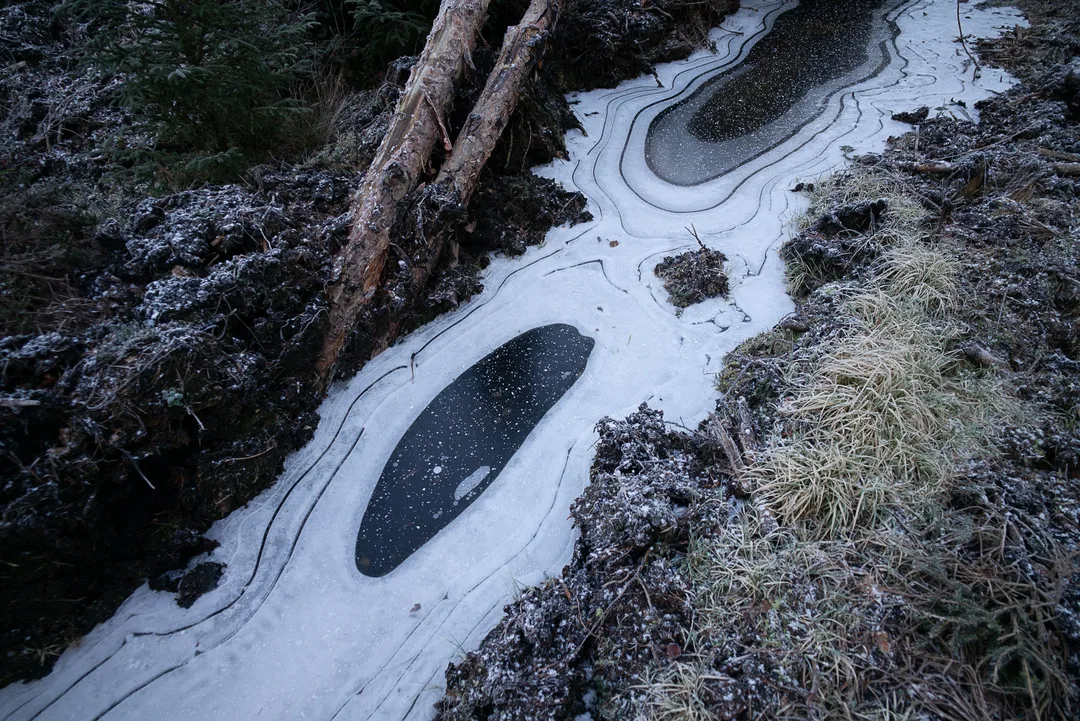 Layered patterns of ice cover a narrow forest drainage channel beside fallen logs and frost-covered grass.