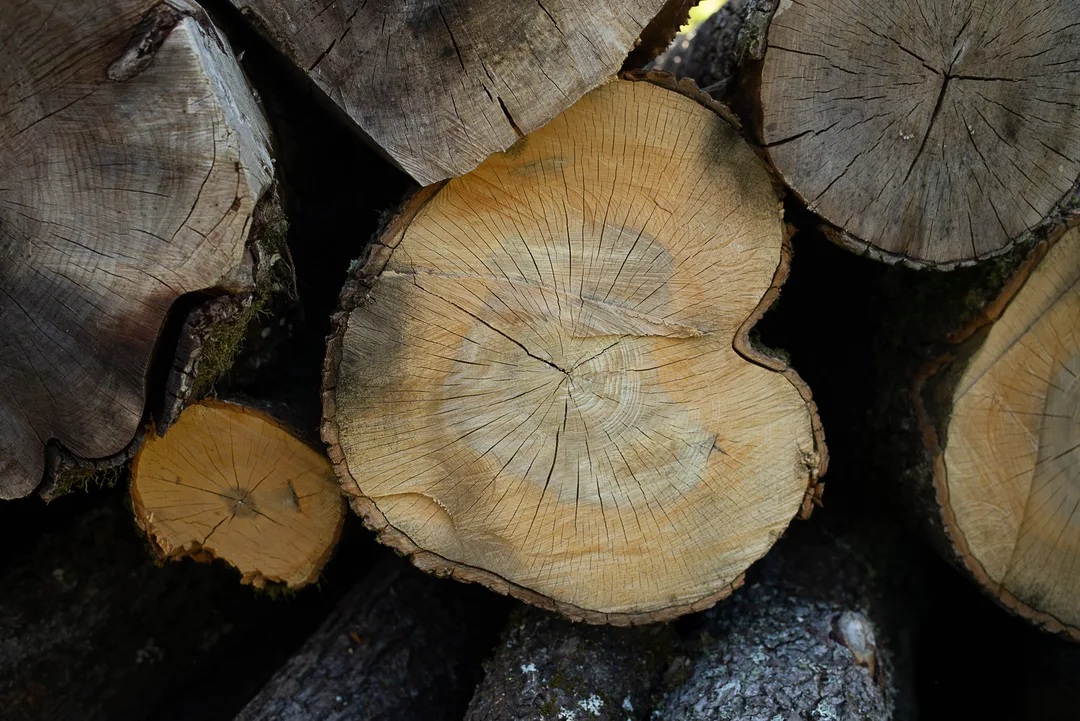The cut ends of stacked logs reveal rings, cracks and variations in the colour of the timber.