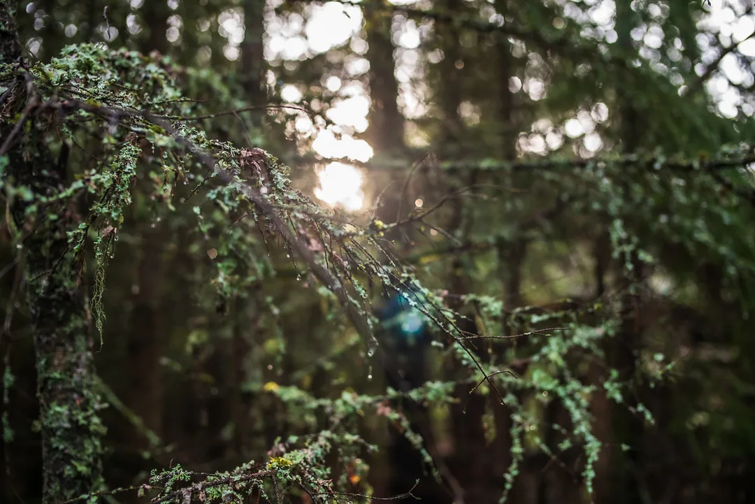 Sunlight filters through lichen-covered branches in the shadowed interior of a dense conifer forest.
