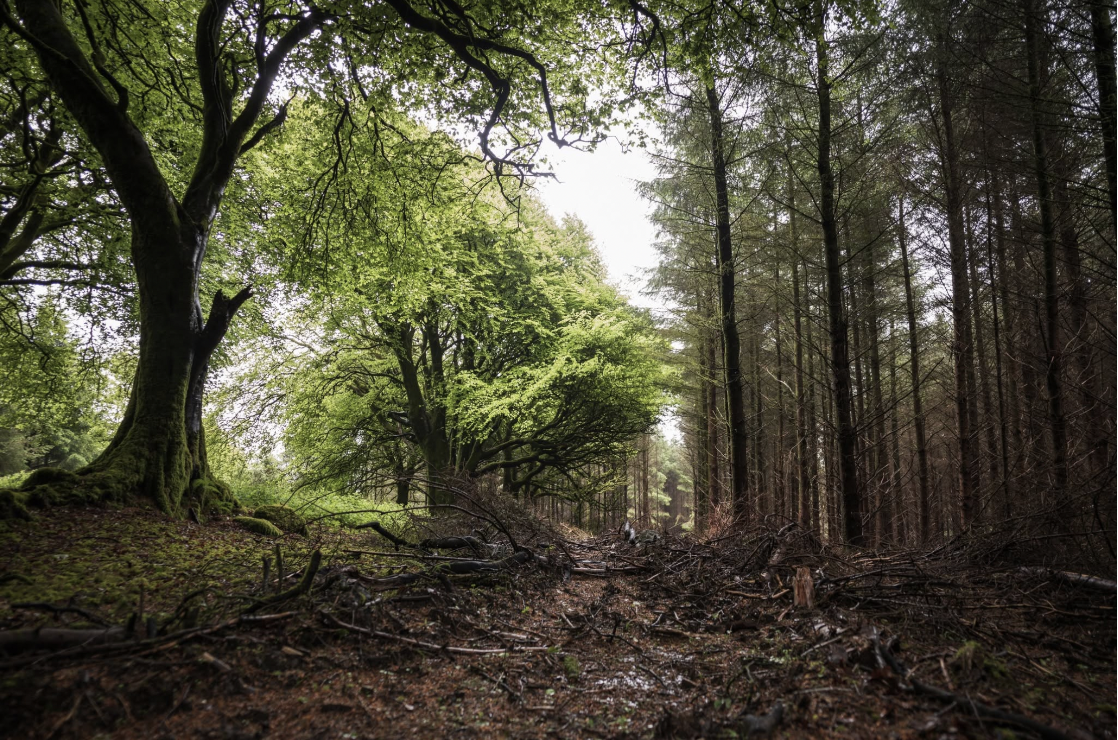 Boundary between an older broadleaf grove and managed conifer plantation in Ireland.