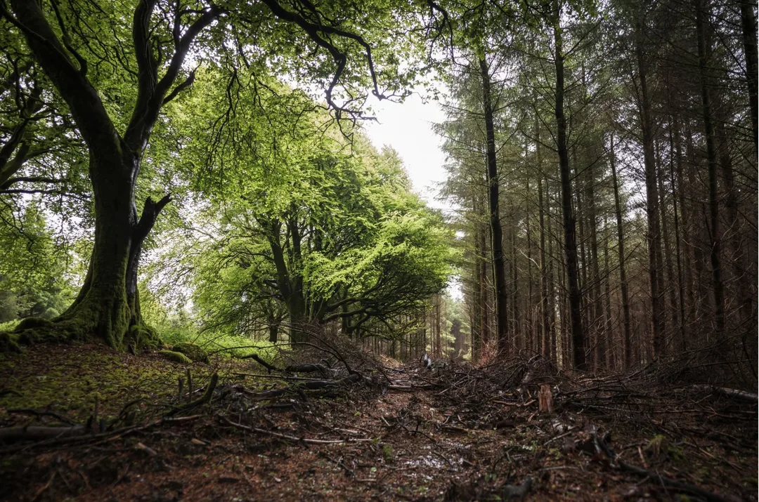 Boundary between an older broadleaf grove and managed conifer plantation in Ireland.