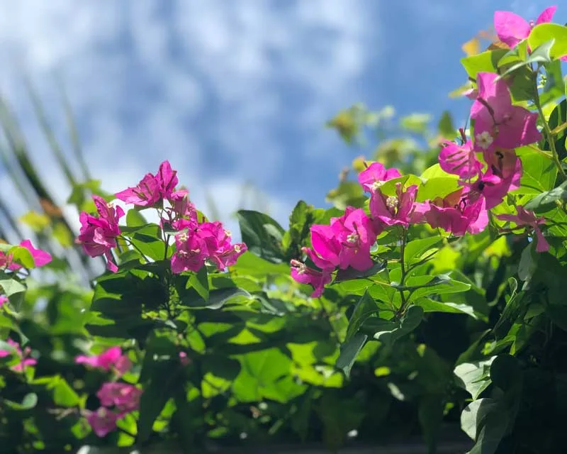 Finding Renewal