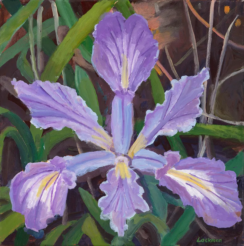 Image of Douglas Iris 12x12