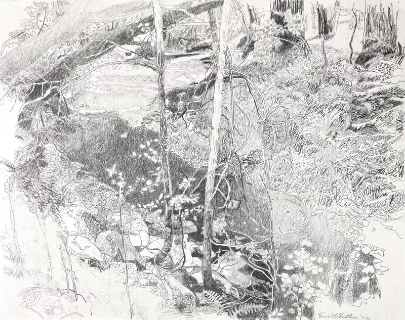 Image of Nicasio Creek by Heavy Bear, 2026, pencil on paper, 11