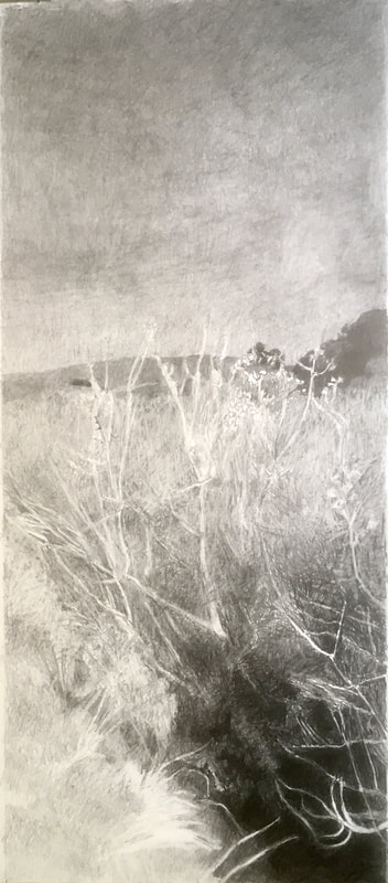Image of Willows Near Tomales Bay, 2018, Pencil on Paper, 24