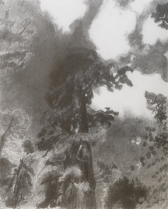 Image of Sequoia Giganteum, 2018, Pencil on Paper, 7.5