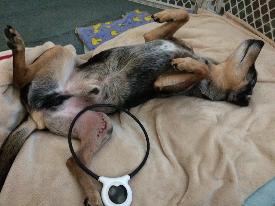 Orion healing after surgery with Assisi Loop