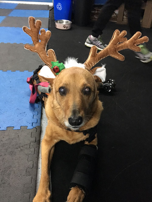 Orthotics for pets