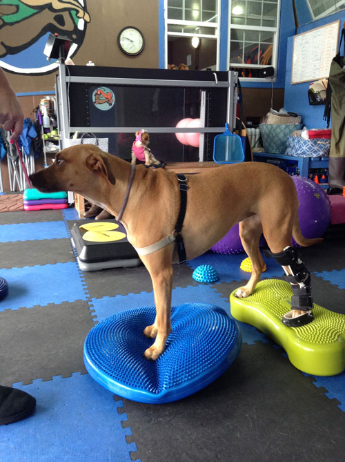 Orthotics for pets