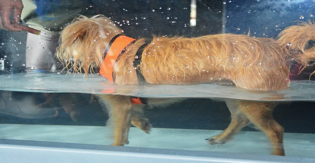 Underwater Treadmill