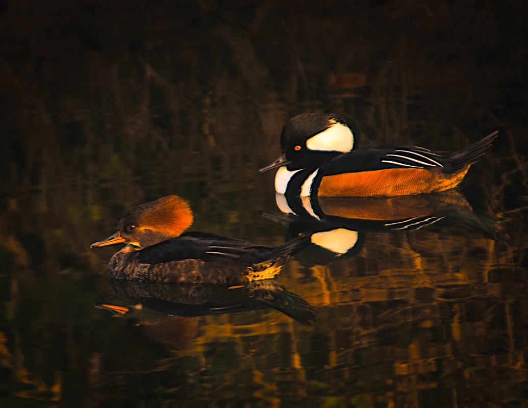 Hooded Mergansers