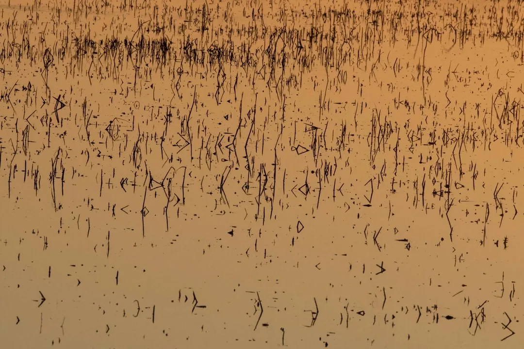 Colusa Wildlife Refuge