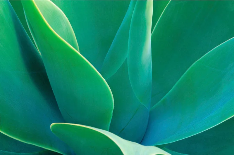 Agave 4
