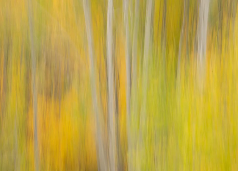 Amongst the Trees by Mary Macey Butler