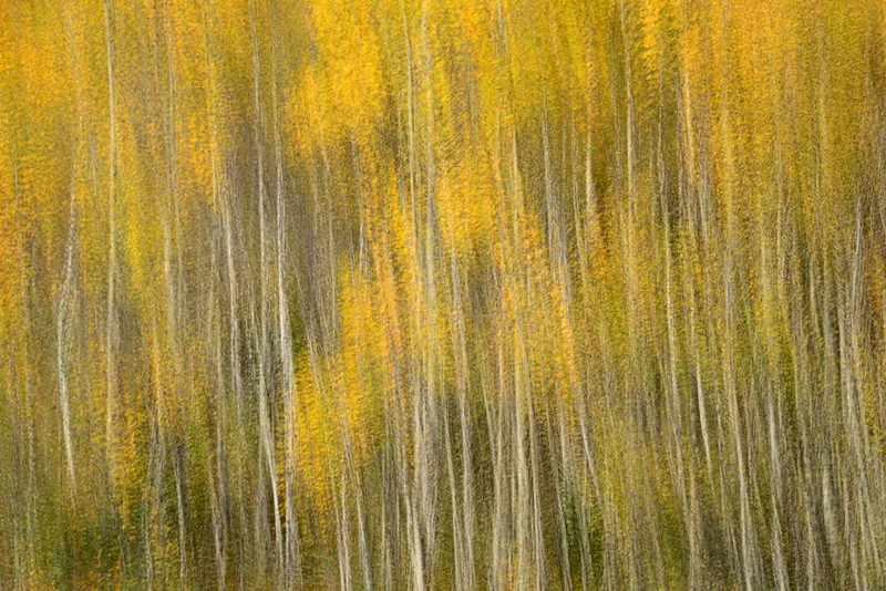 Colors of Fall by Mary Macey Butler