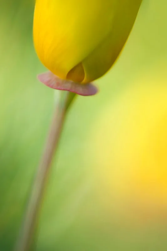 Contemplation of Spring
