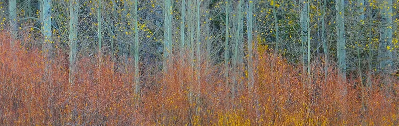 Fall Colors, Lake Tahoe