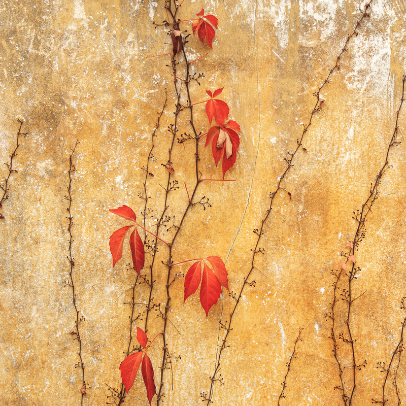 Fall Vines 2
