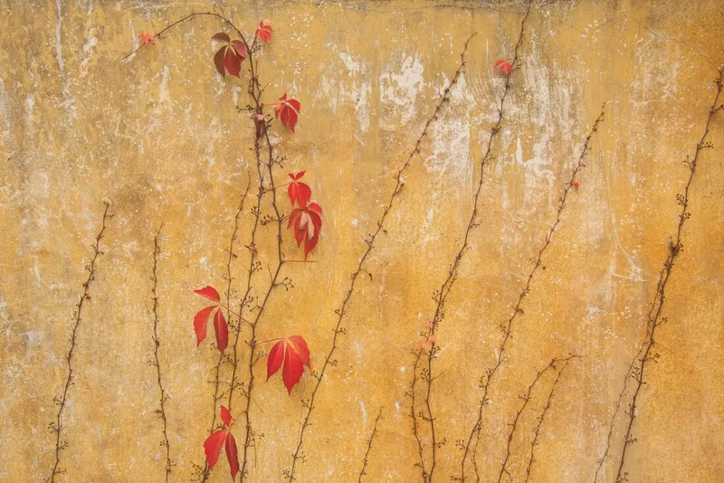 Fall Vines