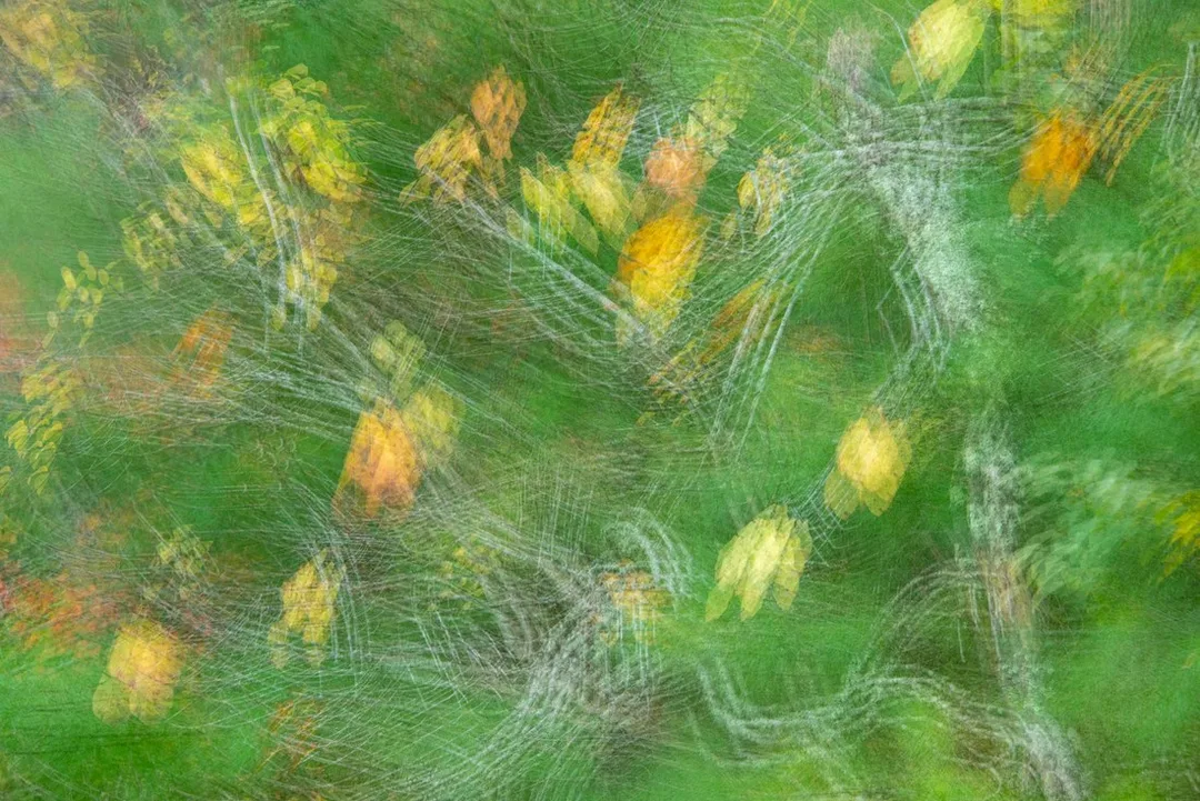 Falling Leaves by Mary Macey Butler