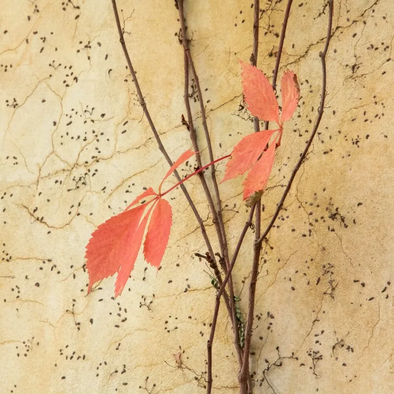 Fall's Last Color
