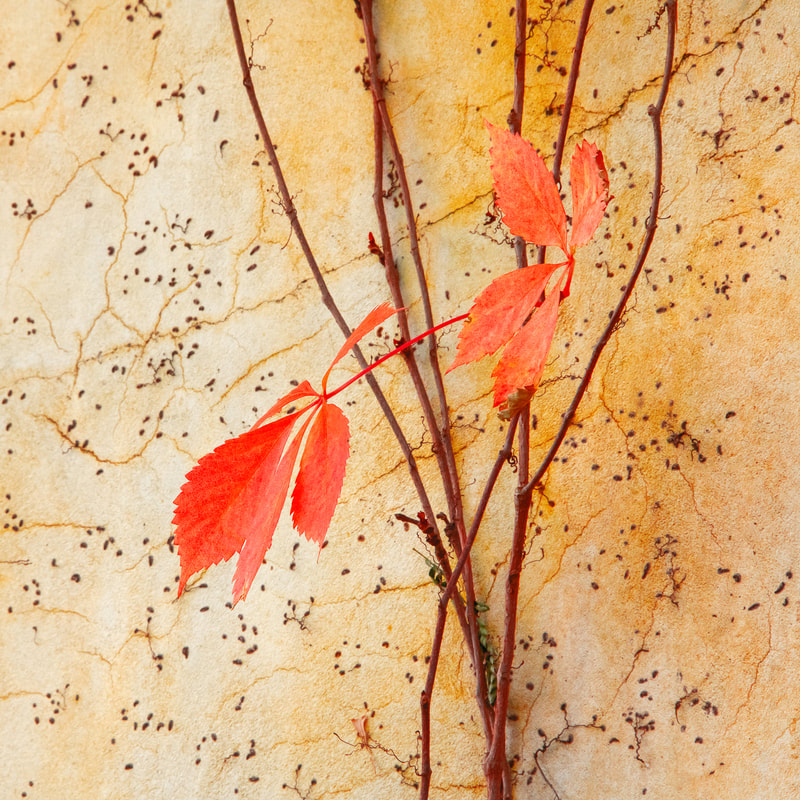 Fall's Last Color