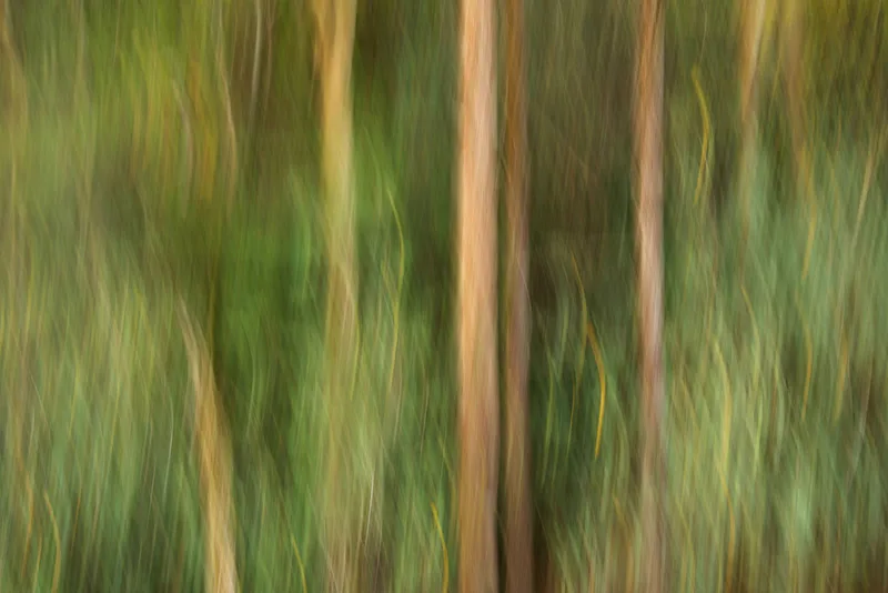 Forest Song by Mary Macey Butler