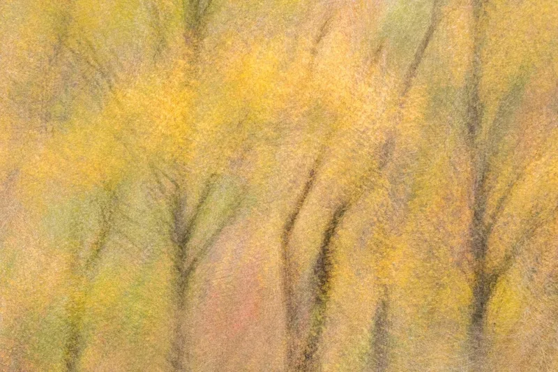 Forest Tapestry