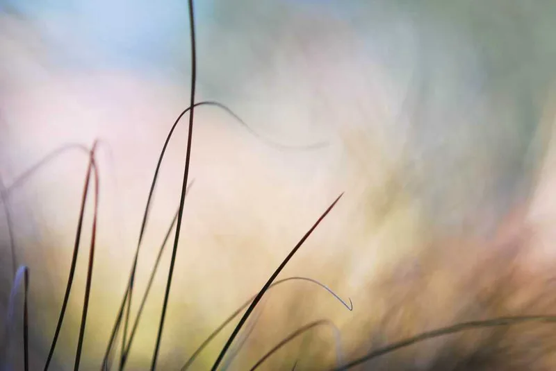 Grasses