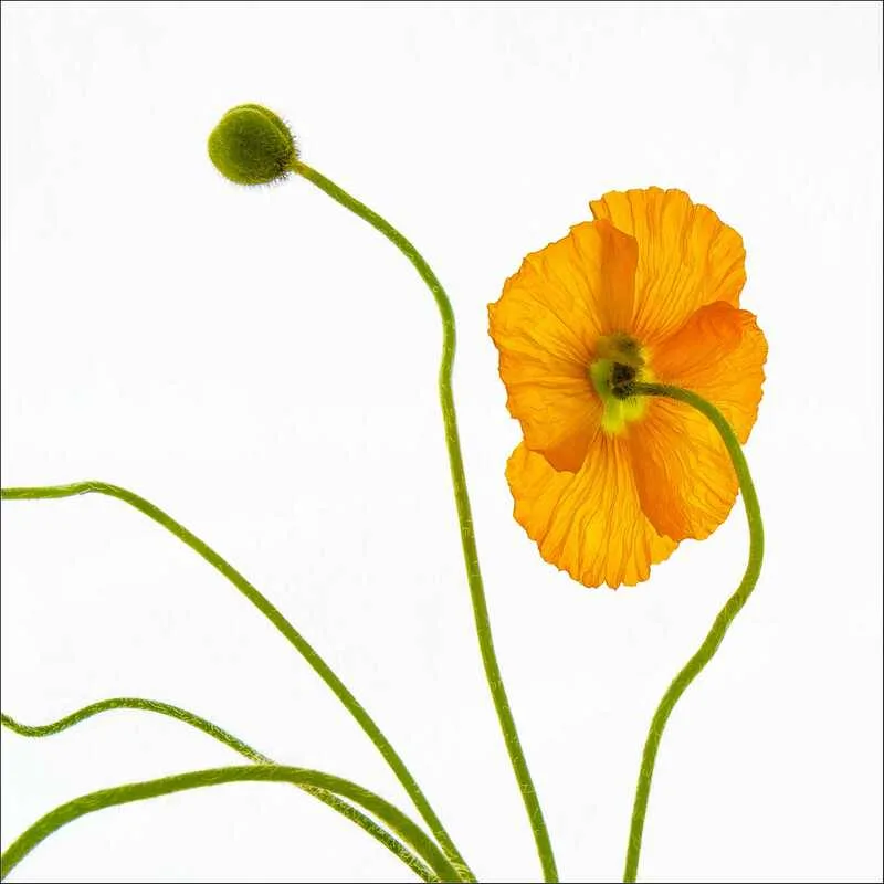 Iceland Poppy 3