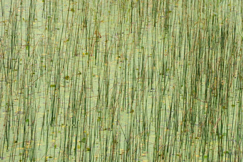 Lake Grasses 1