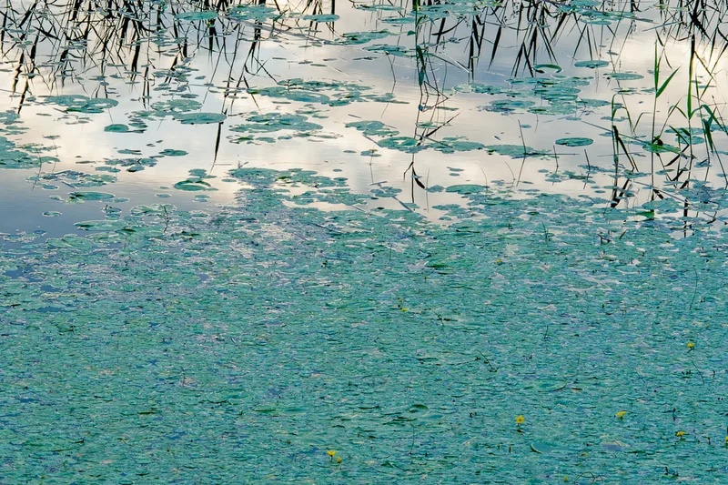 Lake Grasses 2