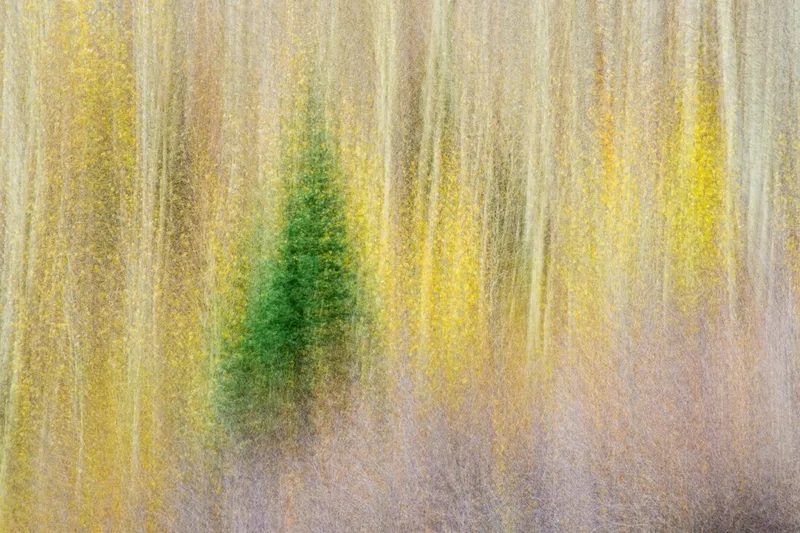 Lone Tree