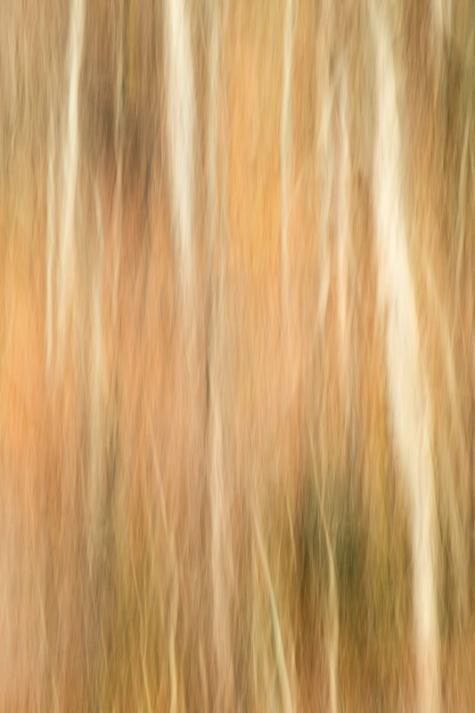 Looking Beyond II by Mary Macey Butler