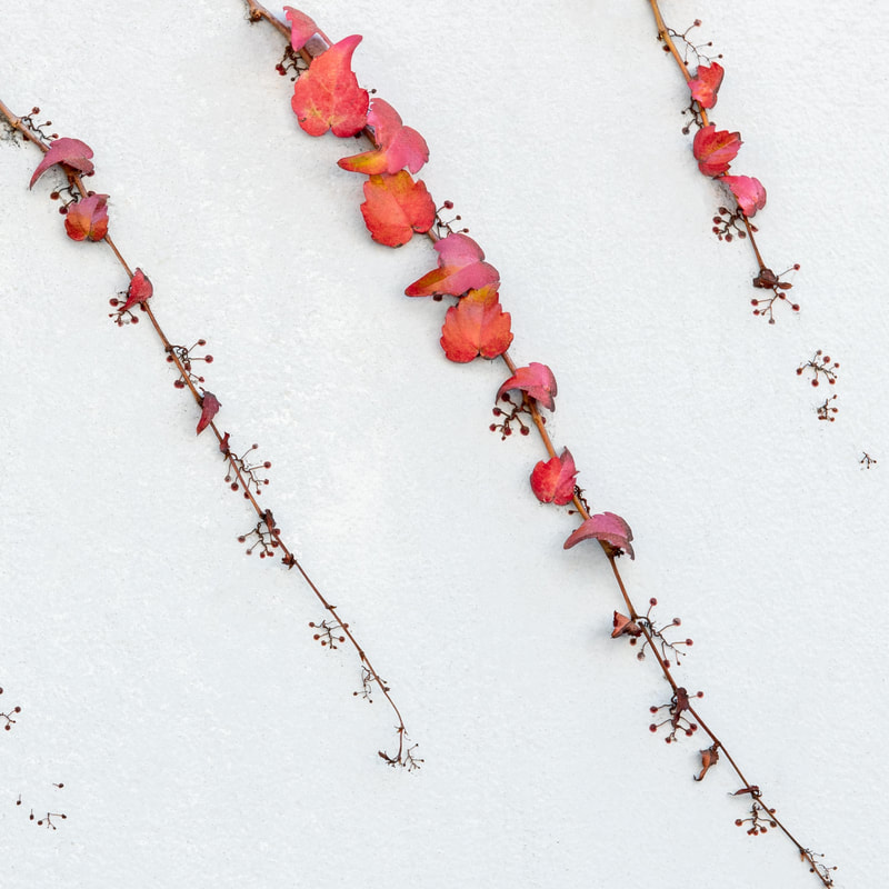 Nature's Designs by Mary Macey Butler