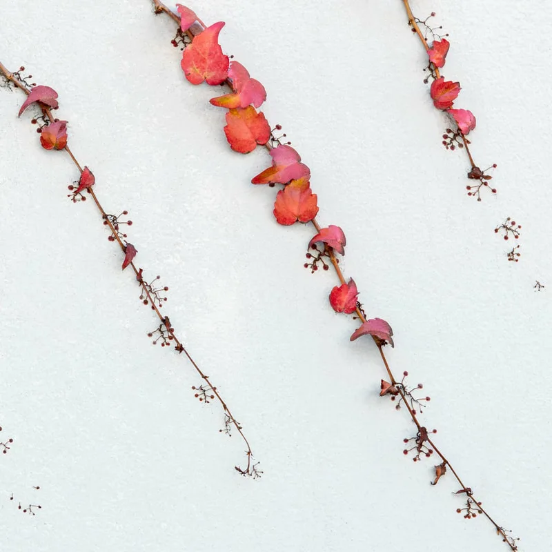 Nature's Jewels