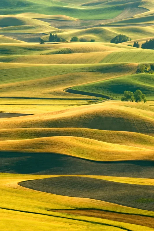 Palouse Vista 4